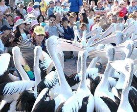 Pelican Feeding - Timeshare Accommodation 1