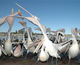 Pelican Feeding - Timeshare Accommodation 3