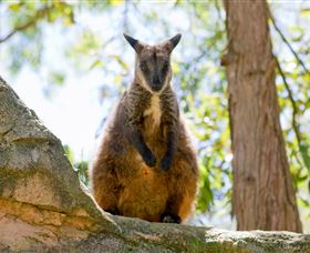 Nura Diya Aboriginal Wildlife Tour At Taronga Zoo - Timeshare Accommodation 2