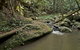 Booyong Walking Track - thumb 1