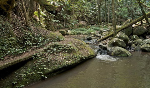 Booyong Walking Track - Timeshare Accommodation 1