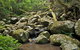 Booyong Walking Track - thumb 0