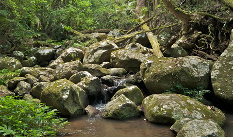 Booyong Walking Track - Timeshare Accommodation 0