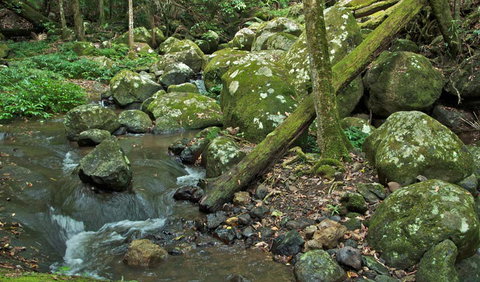 Booyong Walking Track - Timeshare Accommodation 2