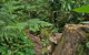 Red Cedar Loop - thumb 1