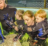 Irukandji Shark and Ray Encounters - Timeshare Accommodation