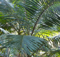 Bangalore Falls walking track - Timeshare Accommodation