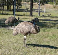 Glen Ian Ostrich and Emu Farm - Timeshare Accommodation