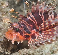The Seaway Dive Site - Timeshare Accommodation
