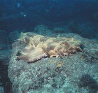 Scottish Prince Dive Site - Timeshare Accommodation