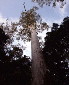 Orara East State Forest - Timeshare Accommodation 3
