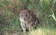 Oceania Tours And Safaris - thumb 6