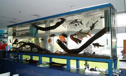 Aquariums In Cairns - Timeshare Accommodation 2