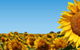 Quirindi Grain And Produce - thumb 2