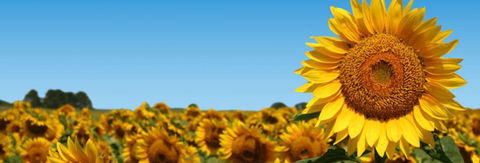 Quirindi Grain And Produce - Timeshare Accommodation 2
