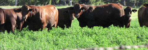 Quirindi Grain And Produce - Timeshare Accommodation 3