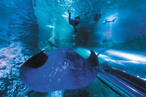 Snorkel With Sharks At AQWA - Timeshare Accommodation 3