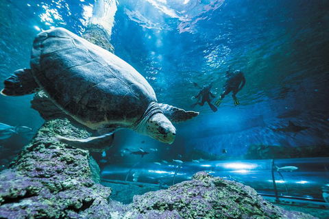 Snorkel With Sharks At AQWA - Timeshare Accommodation 6