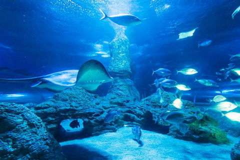 Snorkel With Sharks At AQWA - Timeshare Accommodation 4