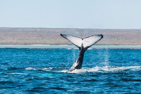 Ningaloo Reef Eco Tours - Timeshare Accommodation 0