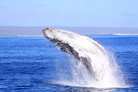 Ningaloo Reef Eco Tours - Timeshare Accommodation 1