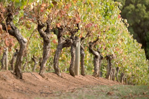 Vasse Felix Winery Tour And Tasting - Timeshare Accommodation 3