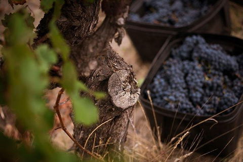 Vasse Felix Winery Tour And Tasting - Timeshare Accommodation 4