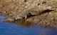 Lake Argyle Morning Cruise - thumb 7