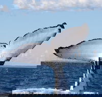 Phillip Island Whale Watching Tour - Timeshare Accommodation
