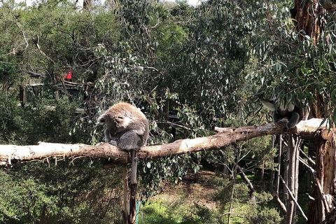 Day Tour Of Phillip Island Nature Parks & Penguins - Timeshare Accommodation 4