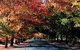 Macedon Ranges Small Group Wine Tour With 2 Course Lunch And Morning Tea - thumb 3