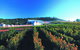 Macedon Ranges Small Group Wine Tour With 2 Course Lunch And Morning Tea - thumb 4