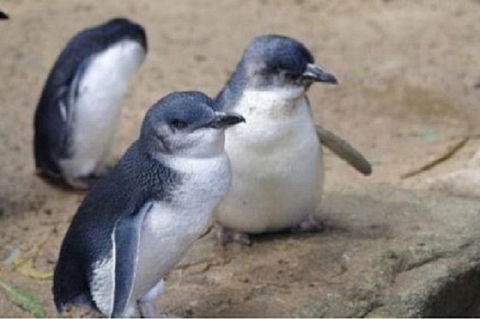 Phillip Island Tour Including Phillip Island Penguin Parade - Timeshare Accommodation 1