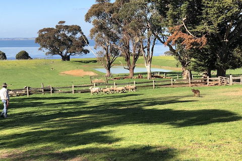 Phillip Island Tour Including Phillip Island Penguin Parade - Timeshare Accommodation 8