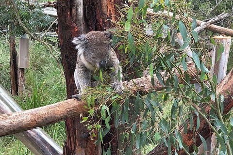 Phillip Island Tour Including Phillip Island Penguin Parade - Timeshare Accommodation 3