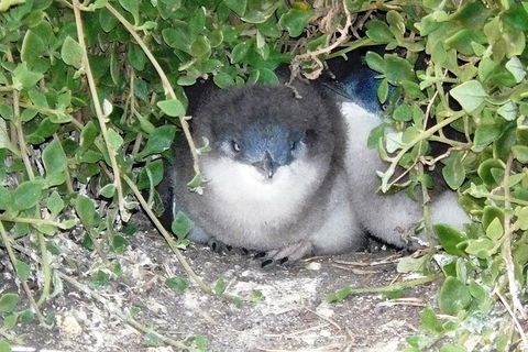 Phillip Island Tour Including Phillip Island Penguin Parade - Timeshare Accommodation 7