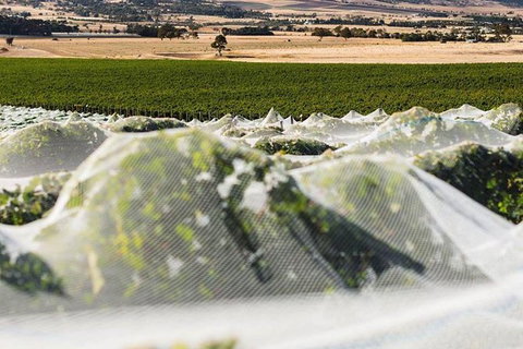 A Sommelier Guided Tour: Thursday Afternoon Wine Gin Cheese & Cocktails - Timeshare Accommodation 5