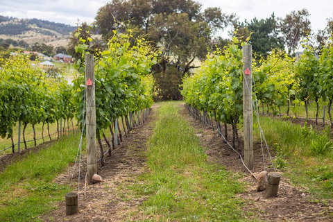 A Sommelier Guided Tour: Thursday Afternoon Wine Gin Cheese & Cocktails - Timeshare Accommodation 3