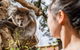 Adelaide Zoo Behind The Scenes Experience: Koala Encounter - thumb 0