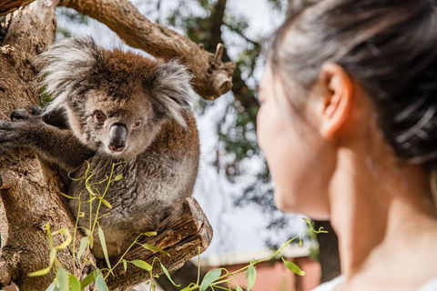 Adelaide Zoo Behind The Scenes Experience: Koala Encounter - Timeshare Accommodation 0
