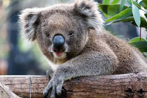 Adelaide Zoo Behind The Scenes Experience: Koala Encounter - Timeshare Accommodation 1