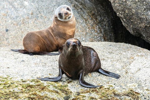 Victor Harbor And McLaren Vale Wine Region Day Tour - Timeshare Accommodation 1