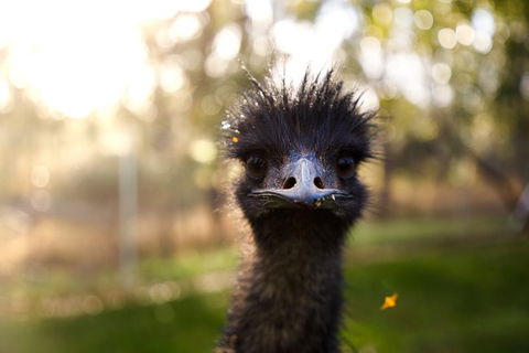 Victor Harbor And McLaren Vale Wine Region Day Tour - Timeshare Accommodation 7