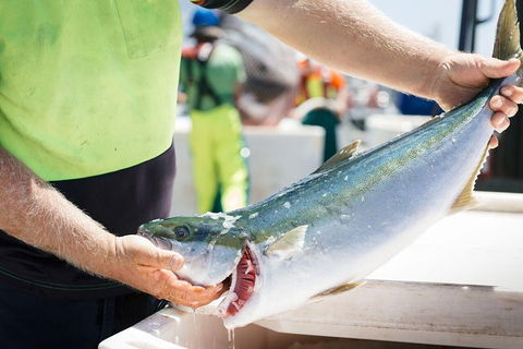 Exceptional Port Lincoln, Seafood And Wildlife Tour - Timeshare Accommodation 9