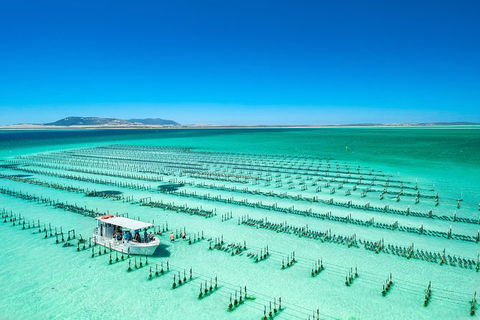 Experience Coffin Bay Short And Sweet Oyster Farm Tour - Timeshare Accommodation 5