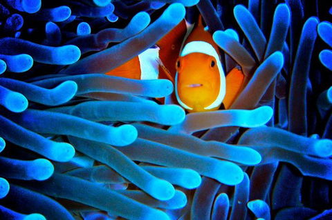 5-Day Best Of Cairns With Daintree, Kuranda, And Great Barrier Reef - Timeshare Accommodation 2