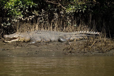 5-Day Best Of Cairns With Daintree, Kuranda, And Great Barrier Reef - Timeshare Accommodation 10