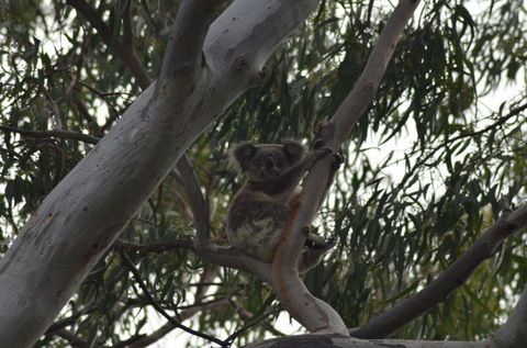 North Stradbroke Island Day Trip From Brisbane - Timeshare Accommodation 11