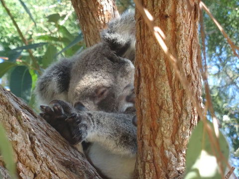 North Stradbroke Island Day Trip From Brisbane - Timeshare Accommodation 23