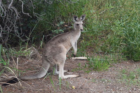 North Stradbroke Island Day Trip From Brisbane - Timeshare Accommodation 13